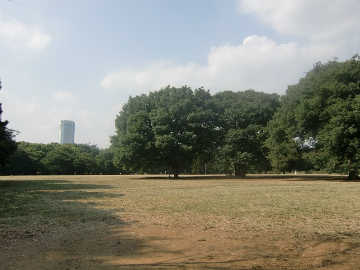 代々木公園独り占め